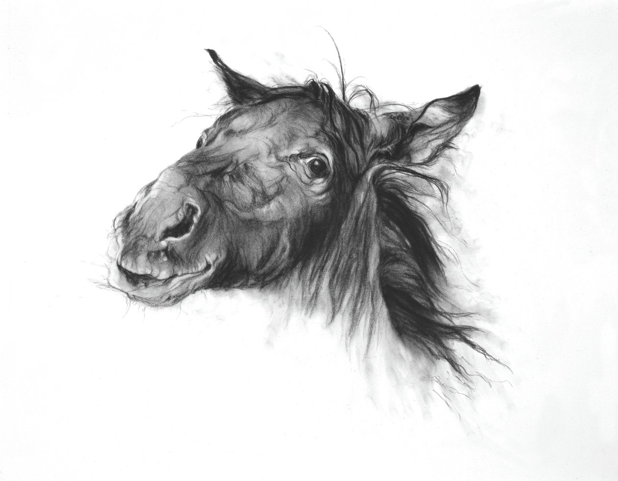 Colt, 2002 (hiili Fabrianon paperille) tekijältä Odile Kidd