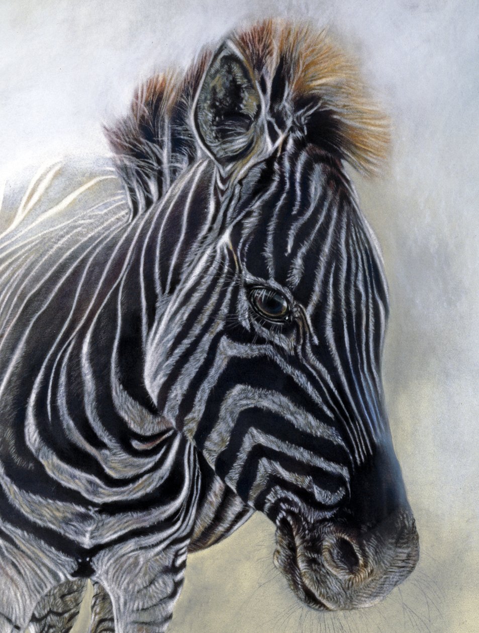 Equus burchelli 1 (detalji), 2009 (hiili, conte ja liitupastelli Bockingfordin paperille) tekijältä Odile Kidd