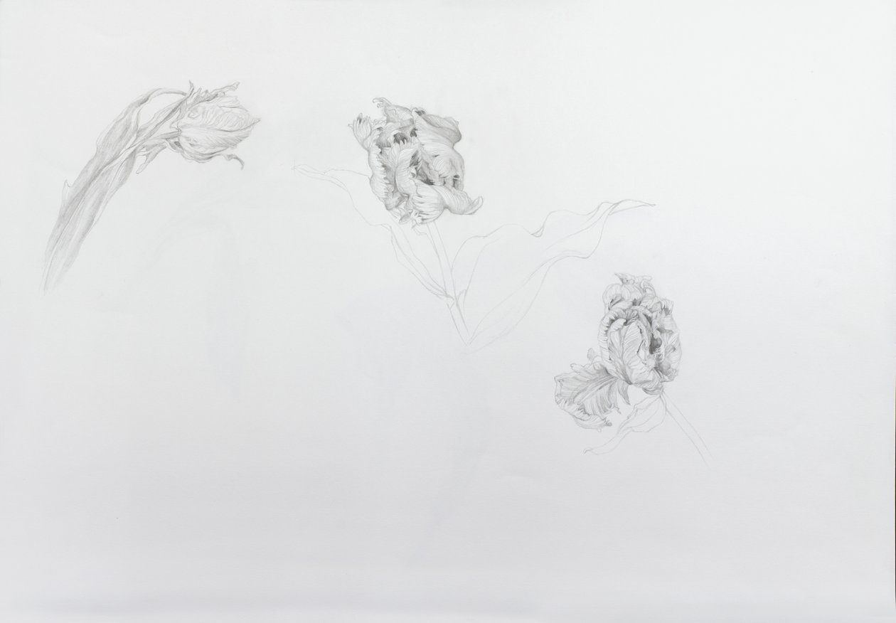 Estella rijnveld 1, 2013 (lyijykynä patruunapaperille) tekijältä Odile Kidd