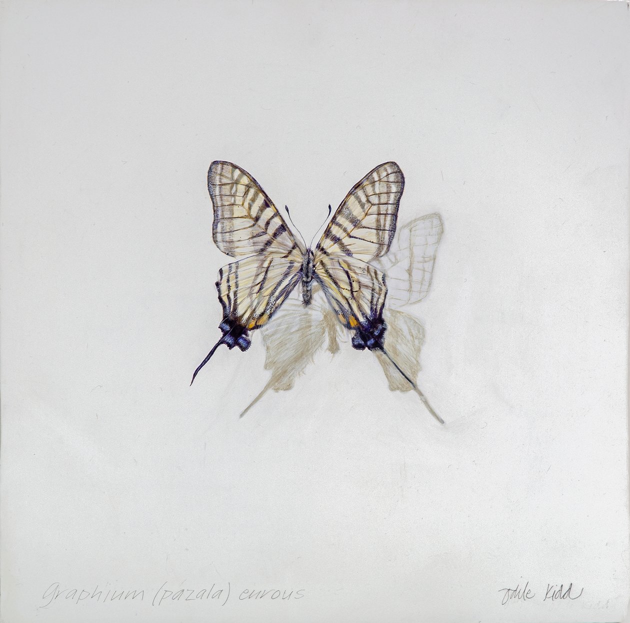 Graphium (Pazala) eurosus, 2014 (akryyli gessooidulle puulle) tekijältä Odile Kidd