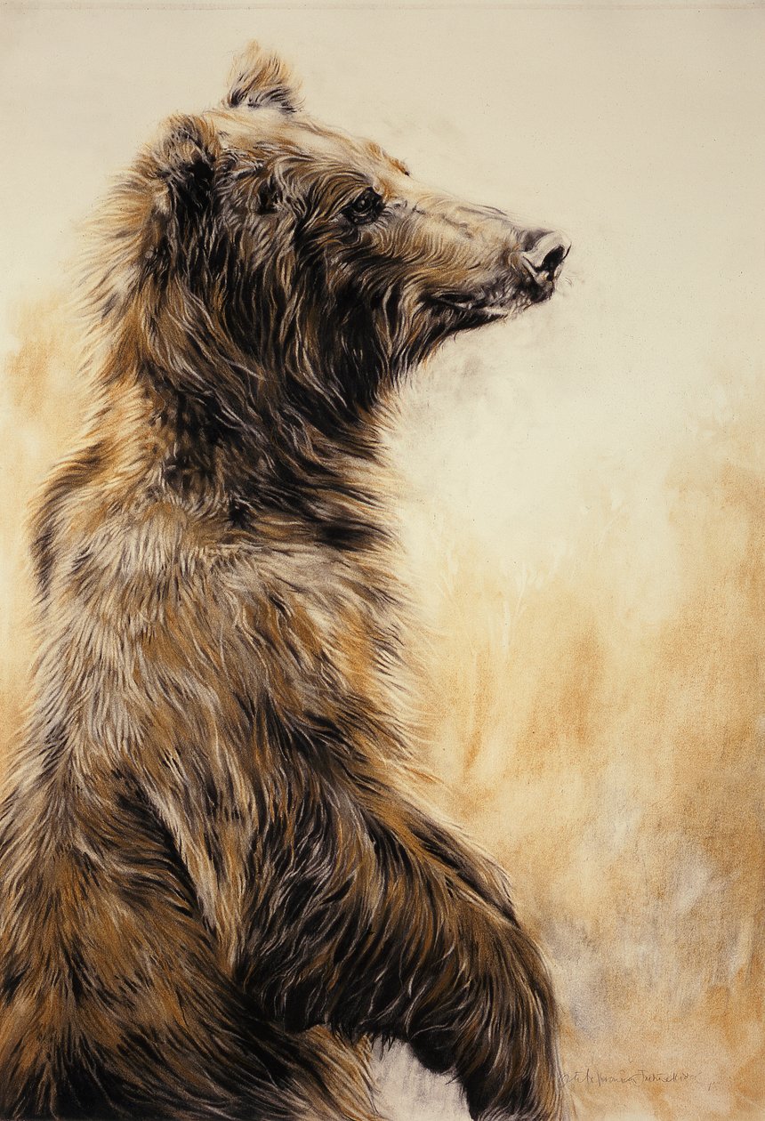 Harmaakarhu 2, 2002 (hiilikynä, hiili ja liitu). tekijältä Odile Kidd
