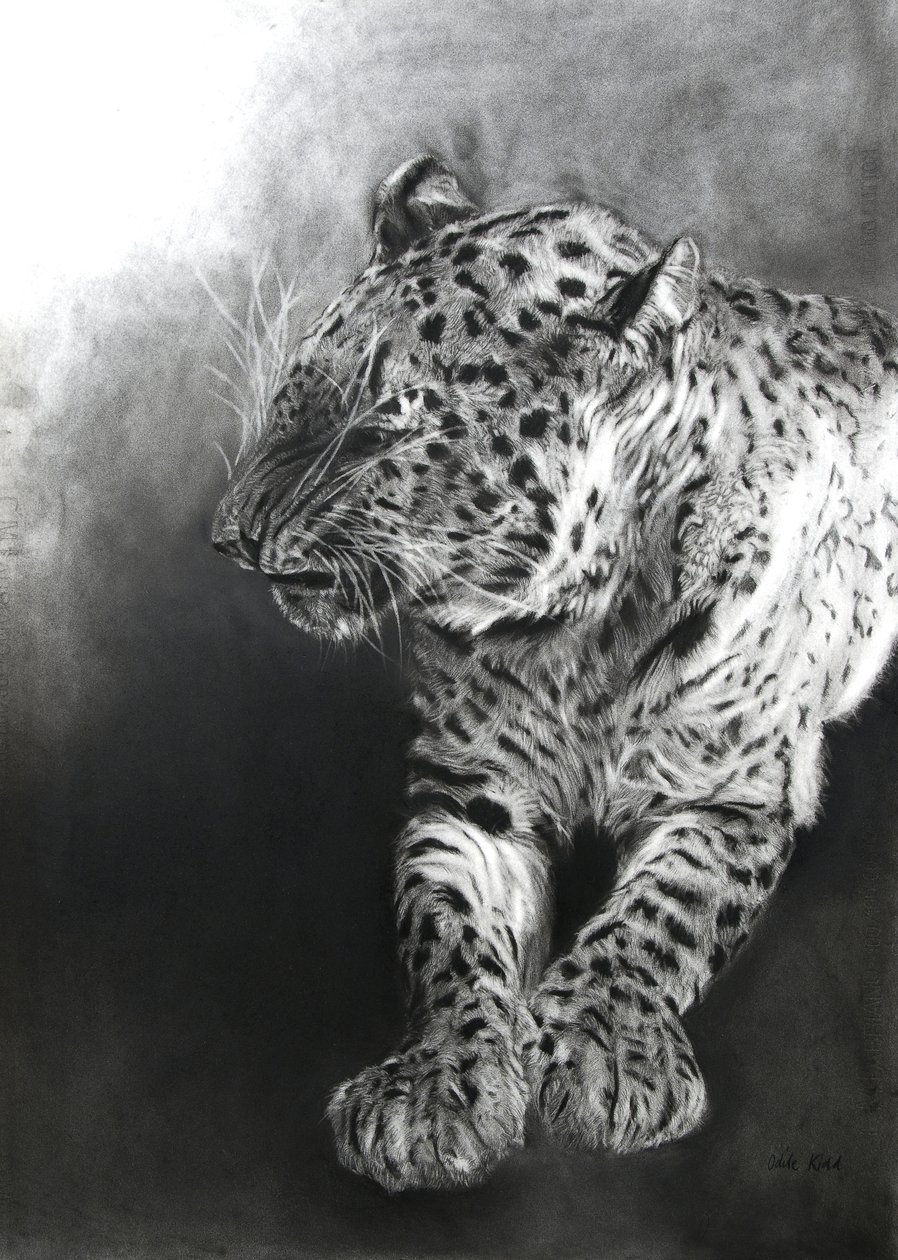 Panthera pardus 2, 2009 (hiili  conte Fabrianon paperille) tekijältä Odile Kidd