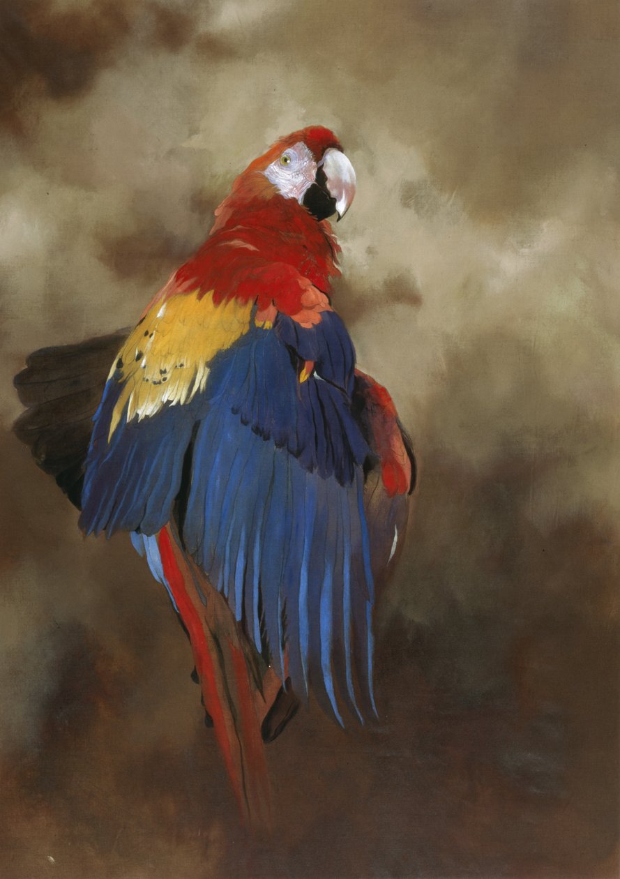 Scarlet Macaw 1, 2000 (akryyli pellavalle) tekijältä Odile Kidd