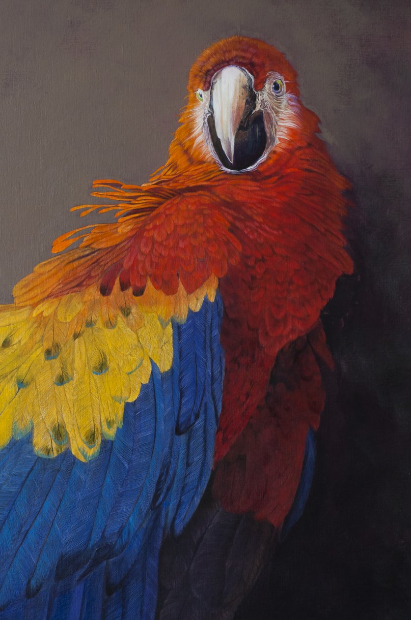 Scarlet macaw 3 (yksityiskohta), 2014 (akryyli pellavalle) tekijältä Odile Kidd