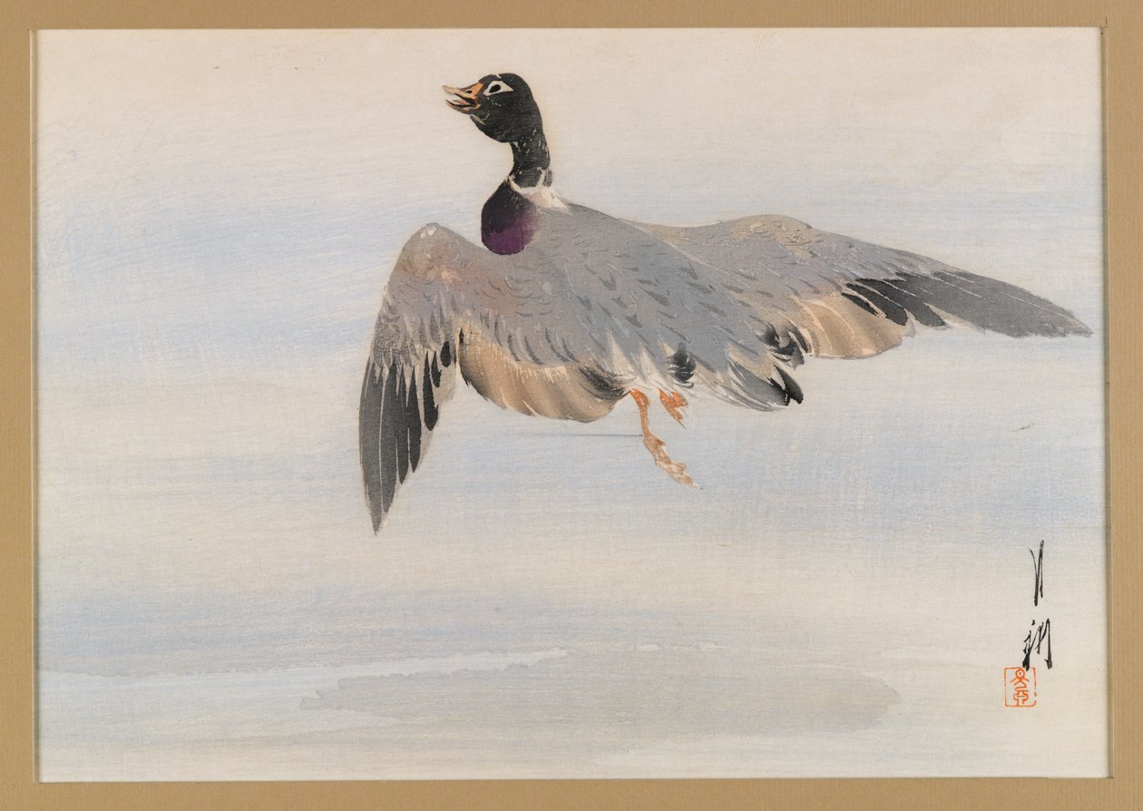 Vedestä nouseva ankka, albumisivu lintu- ja kukkakirjasta (Kacho), n. 1890-1900 (puupalikkaväripainatus hopeapigmentillä) tekijältä Ogata Gekko
