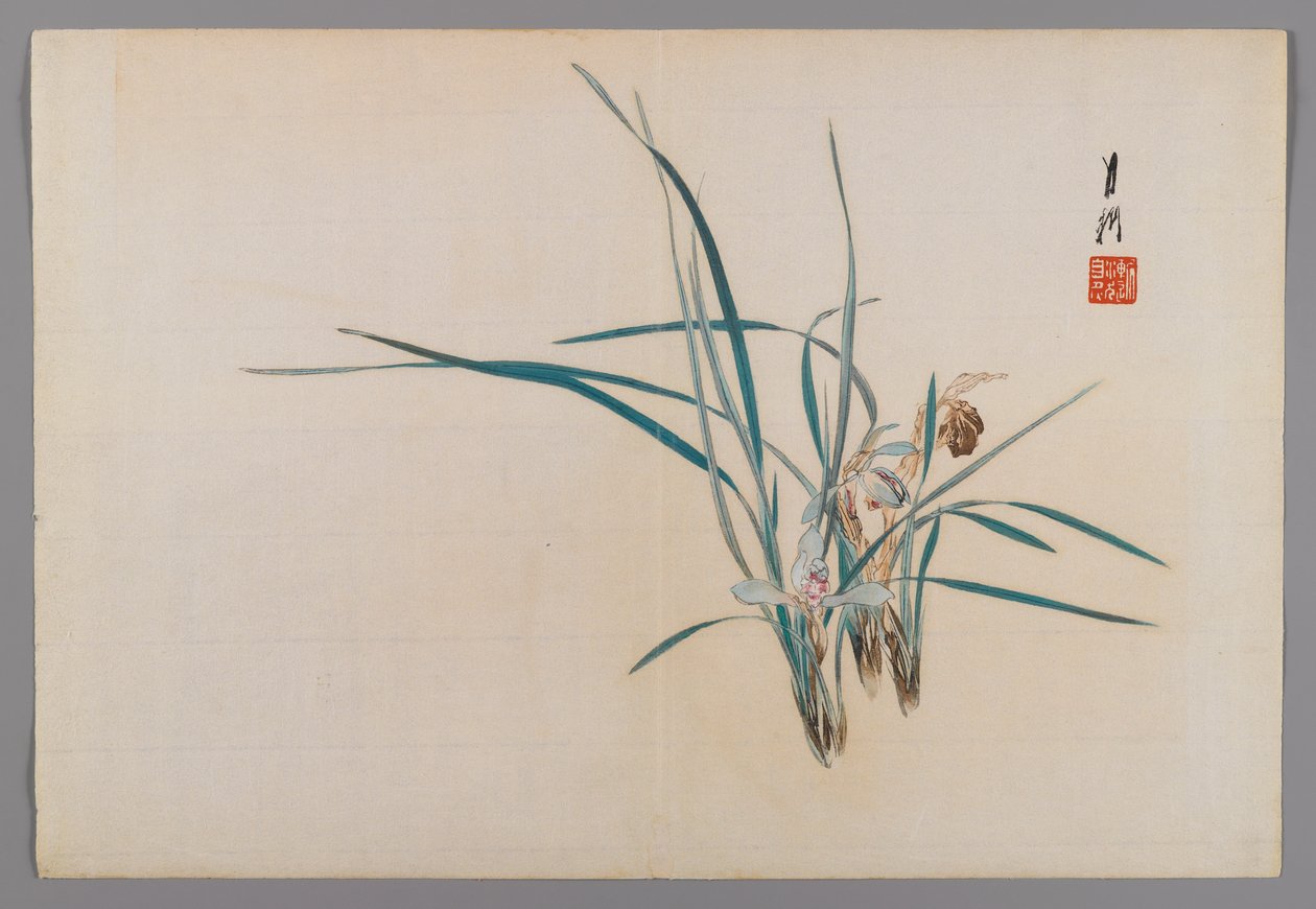 Orkideat, albumisivu lintu- ja kukkakirjasta (Kacho), n. 1890-1900 (puupalikkaväripainatus hopeapigmentillä) tekijältä Ogata Gekko