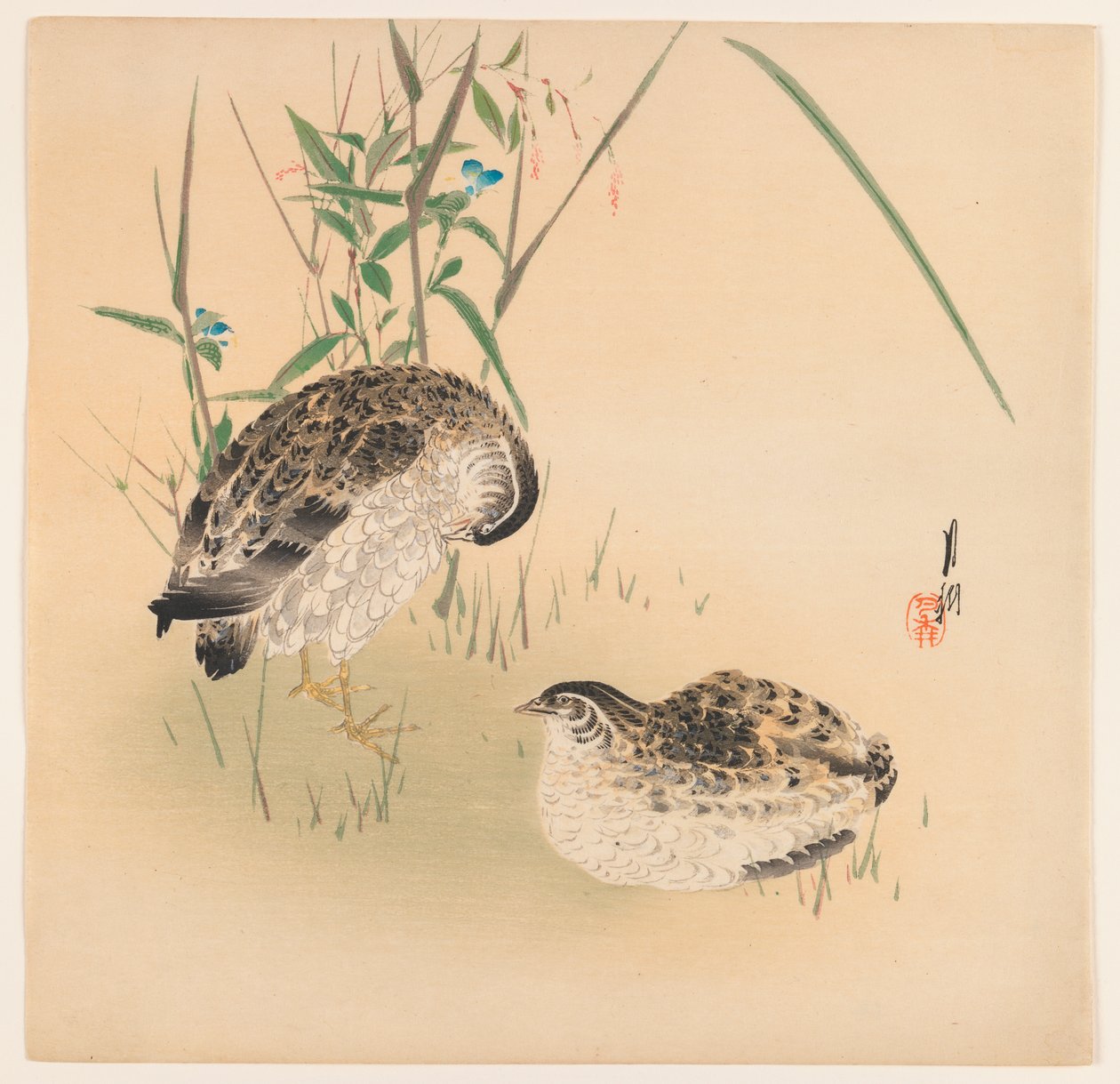 Kaksi viiriäistä, n. 1890-1910 (puupalikkaväripainatus) tekijältä Ogata Gekko
