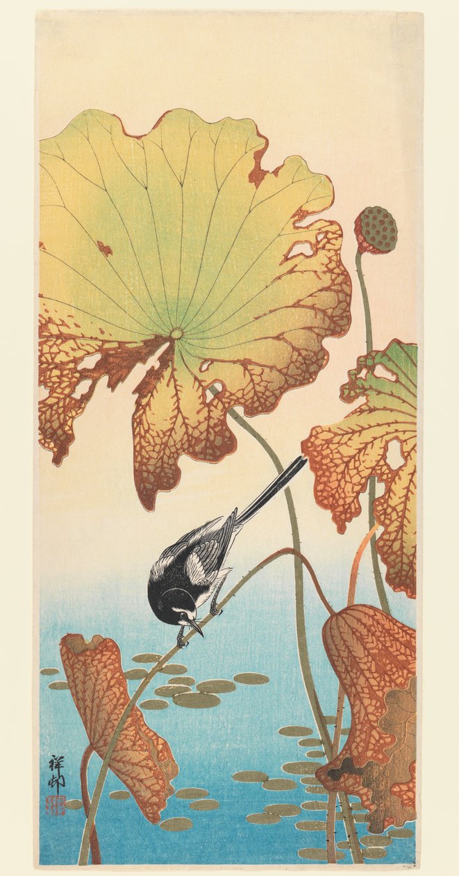 Wagtail and Lotus, n. 1915 (puupainatus) tekijältä Ohara Koson