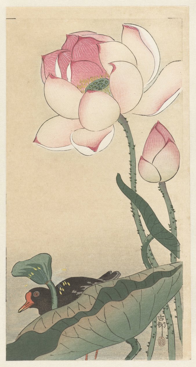Gallinule lootuskukilla tekijältä Ohara Koson