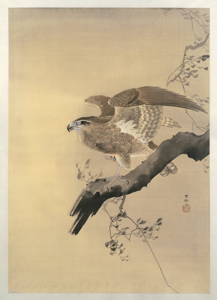 Haukka tekijältä Ohara Koson