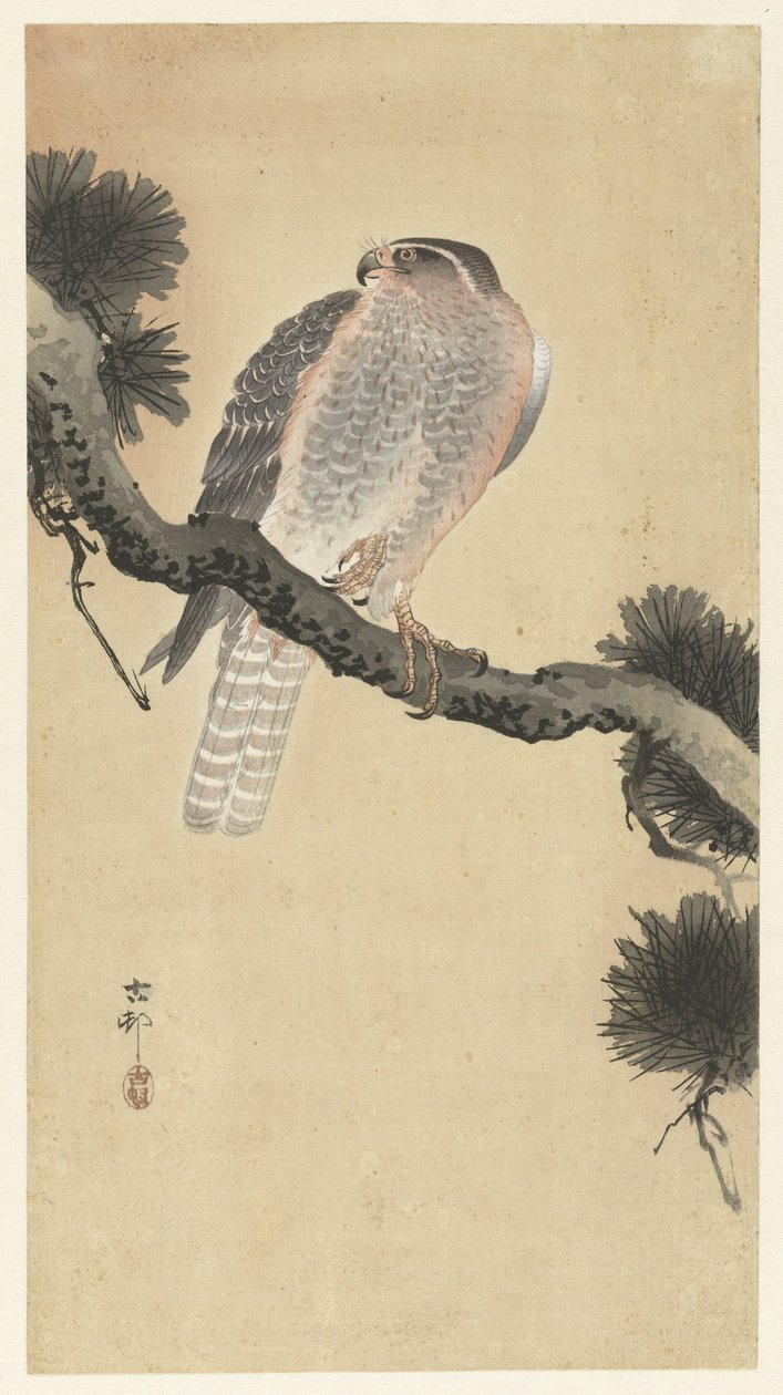 Haukka männyn oksalla tekijältä Ohara Koson