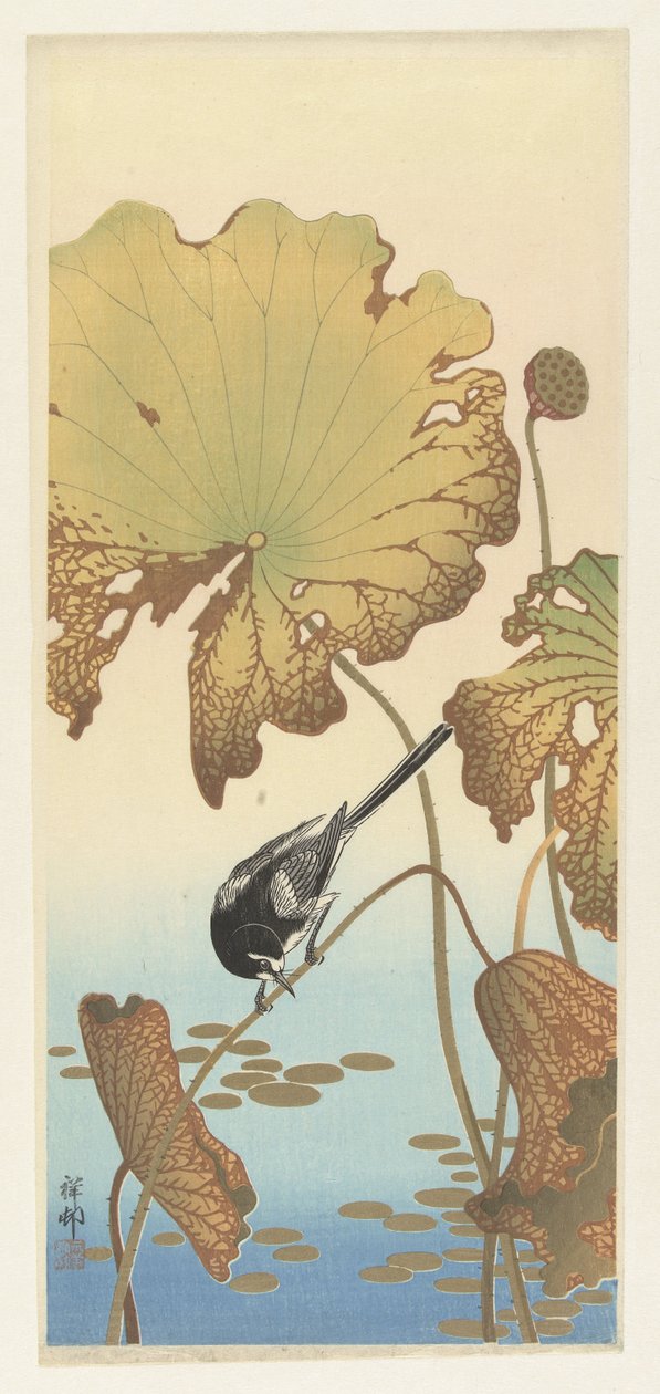 Japanilainen wagtail lootuskasvissa tekijältä Ohara Koson