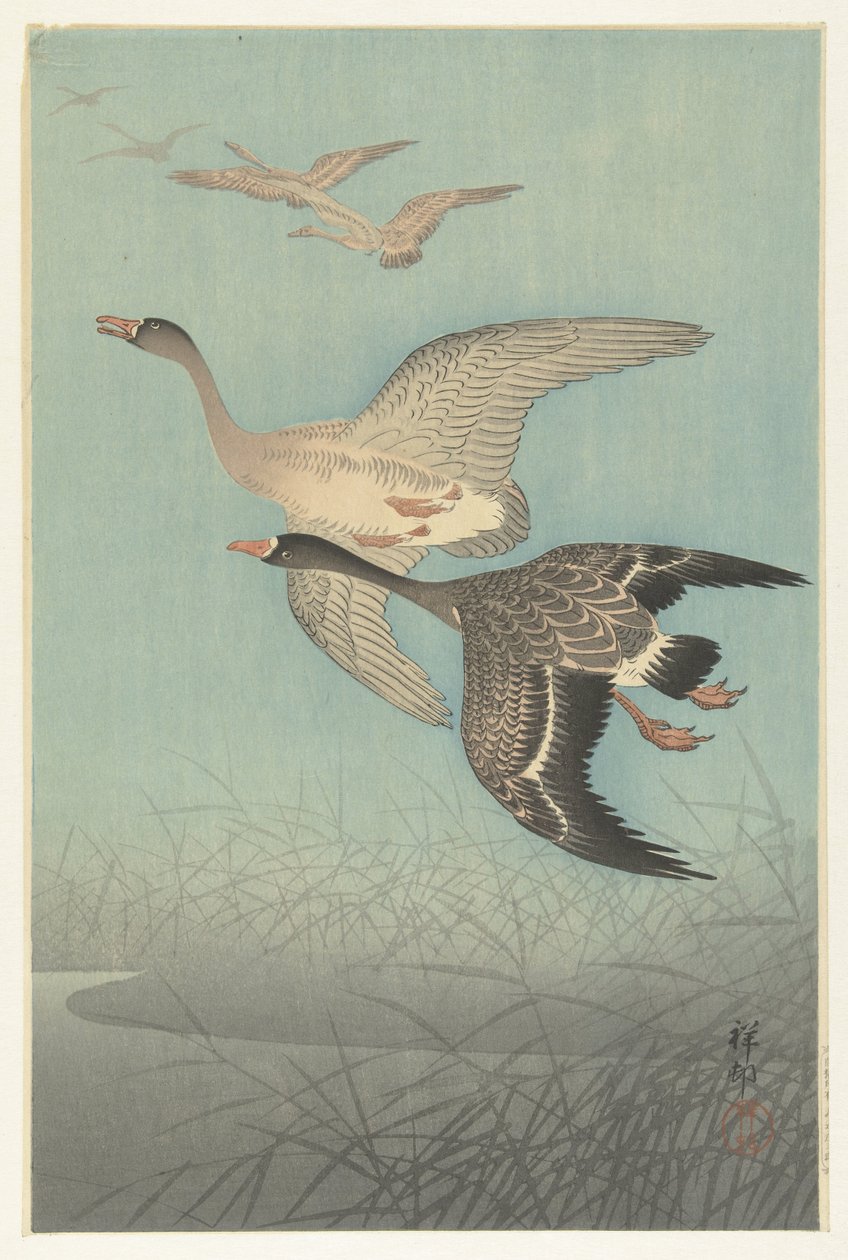 Valkorintahanhet lennossa tekijältä Ohara Koson