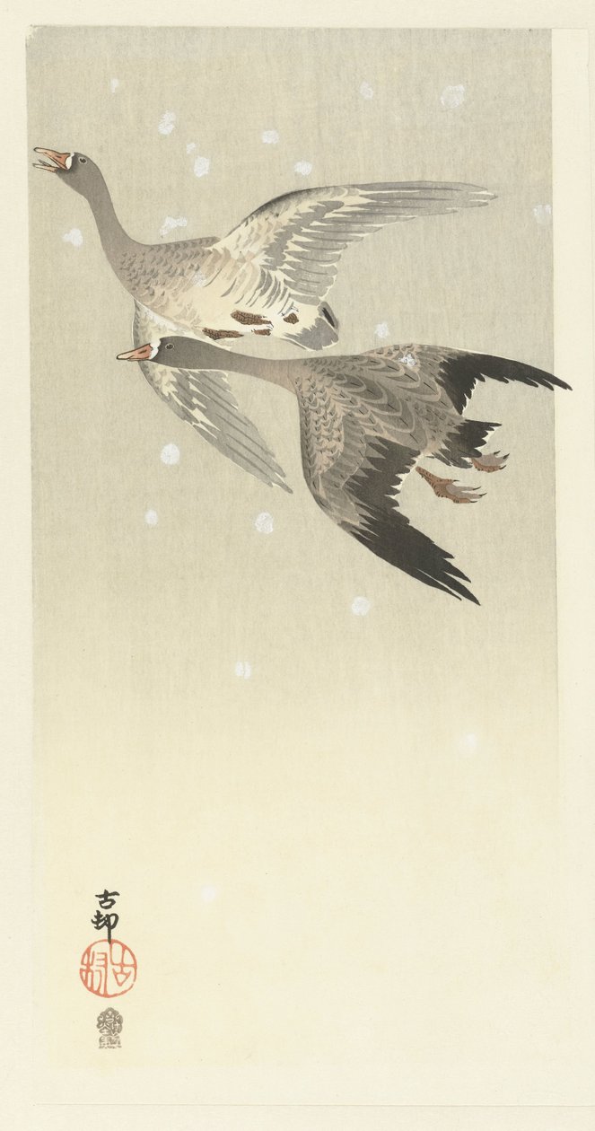 Valkohousuhanhet lentävät lumessa tekijältä Ohara Koson