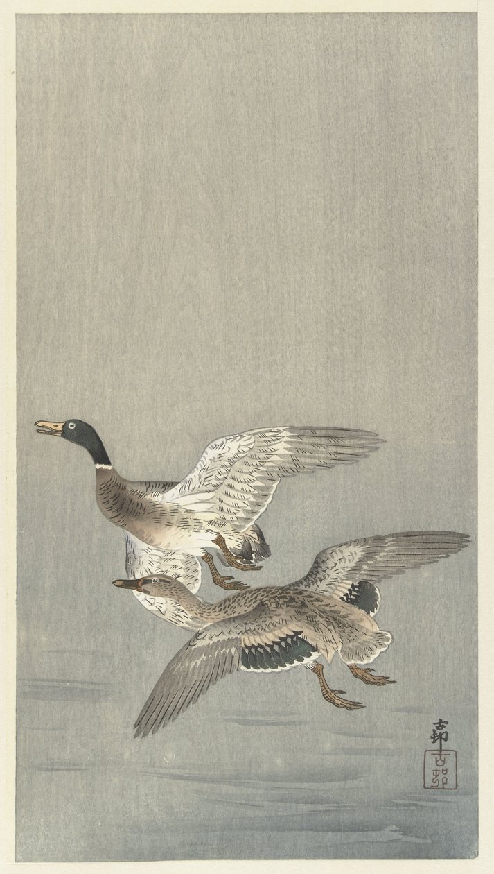 Pari ankat tekijältä Ohara Koson