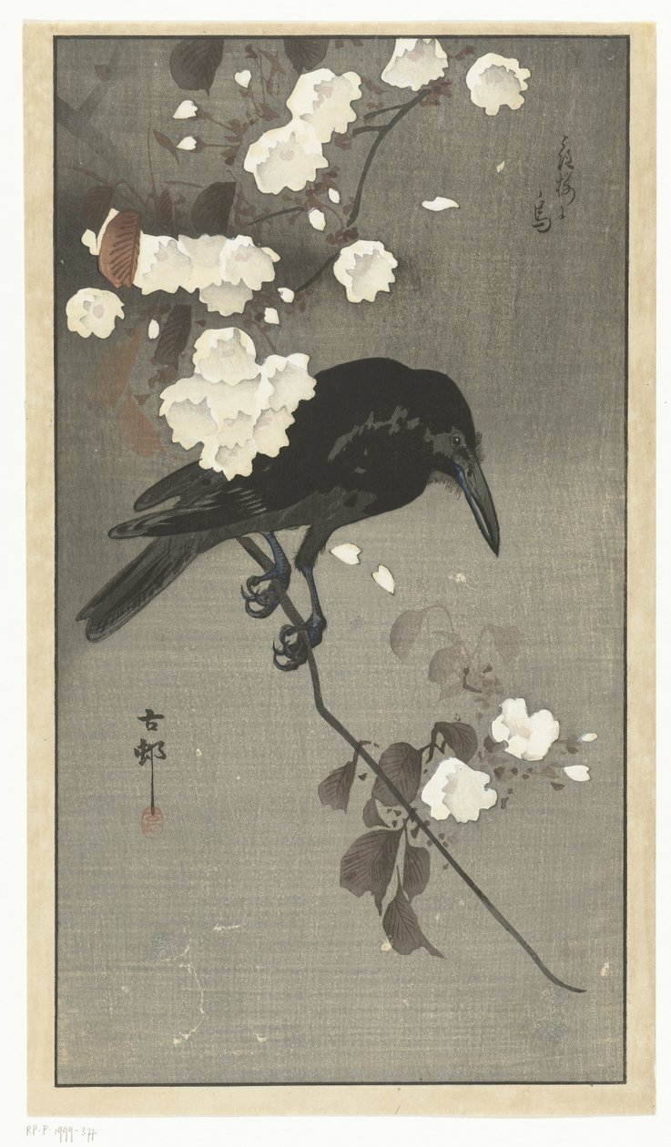 Varis kirsikankukan kanssa Hana sakura no tori (otsikko esineessä) tekijältä Ohara Koson