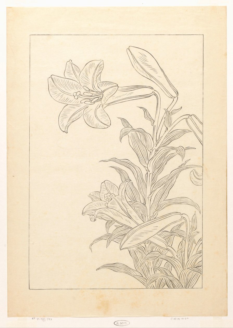 Lelies tekijältä Ohara Koson
