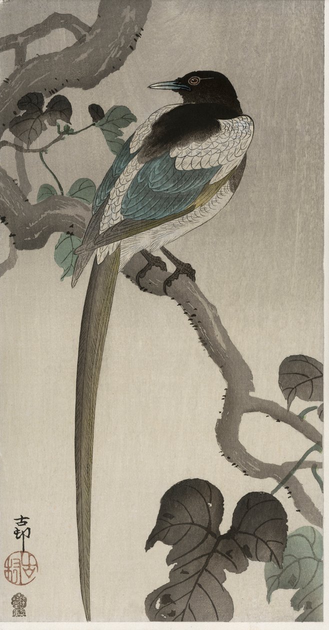 Harakka Pauwolnan oksalla (värillinen puupainatus) tekijältä Ohara Koson