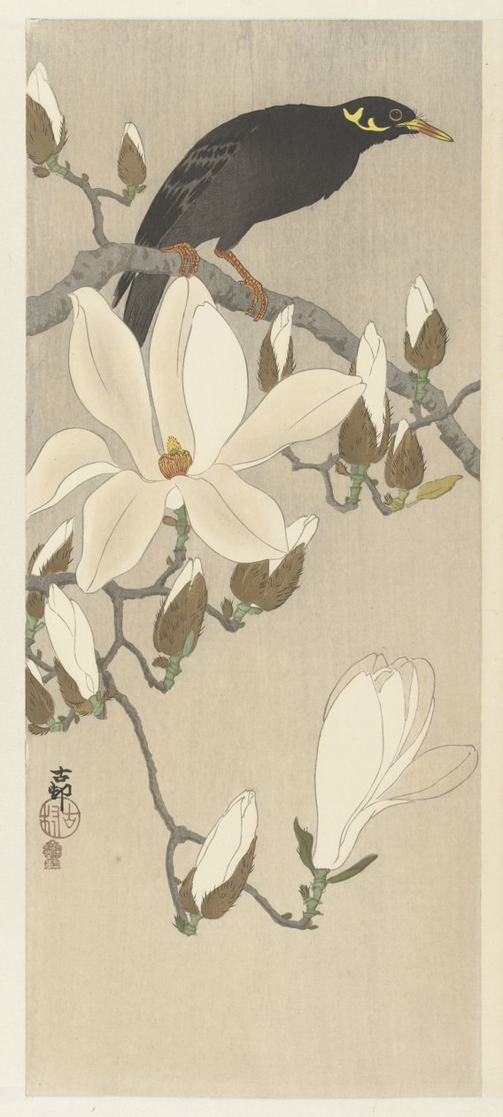 Myna Magnolia Branchissa tekijältä Ohara Koson