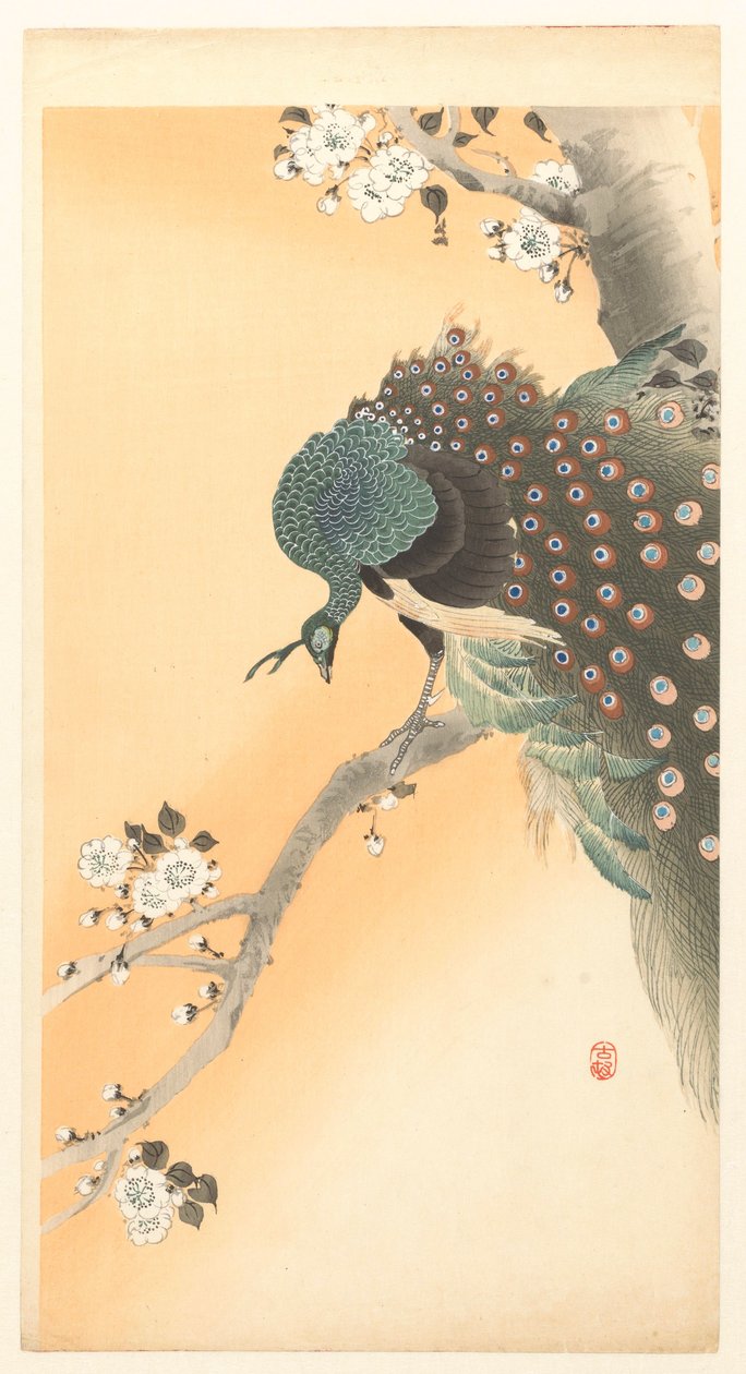 Riikinkukko kirsikkapuussa tekijältä Ohara Koson