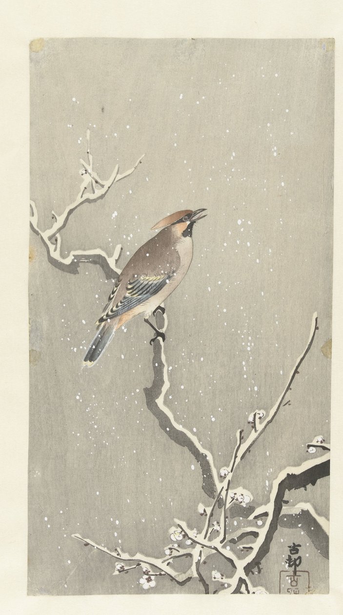 Vahasiipi lumisella oksalla tekijältä Ohara Koson
