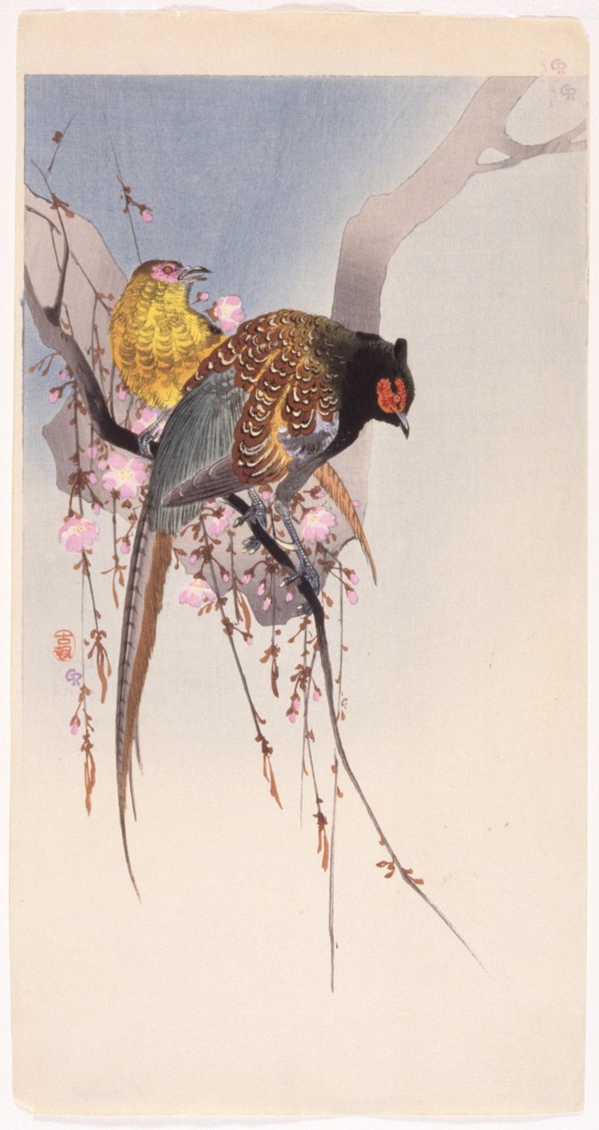 Fasaanit ja riippukirsikka (värillinen puupainatus) tekijältä Ohara Koson