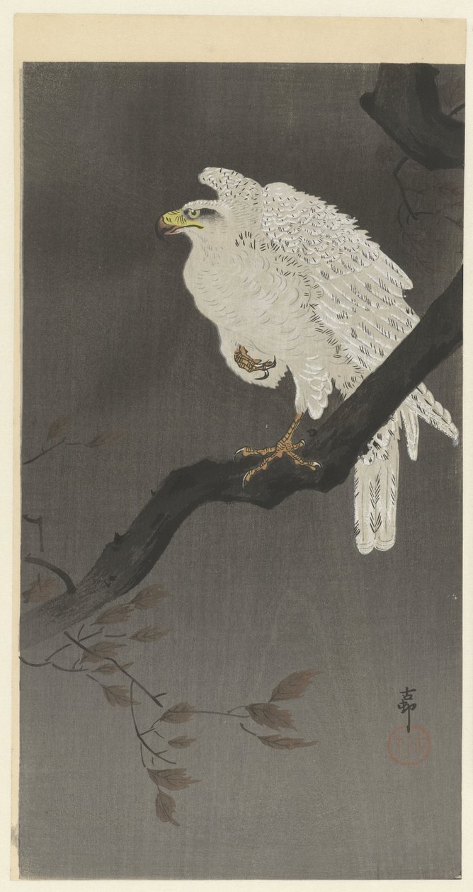 Lumikotka oksalla tekijältä Ohara Koson