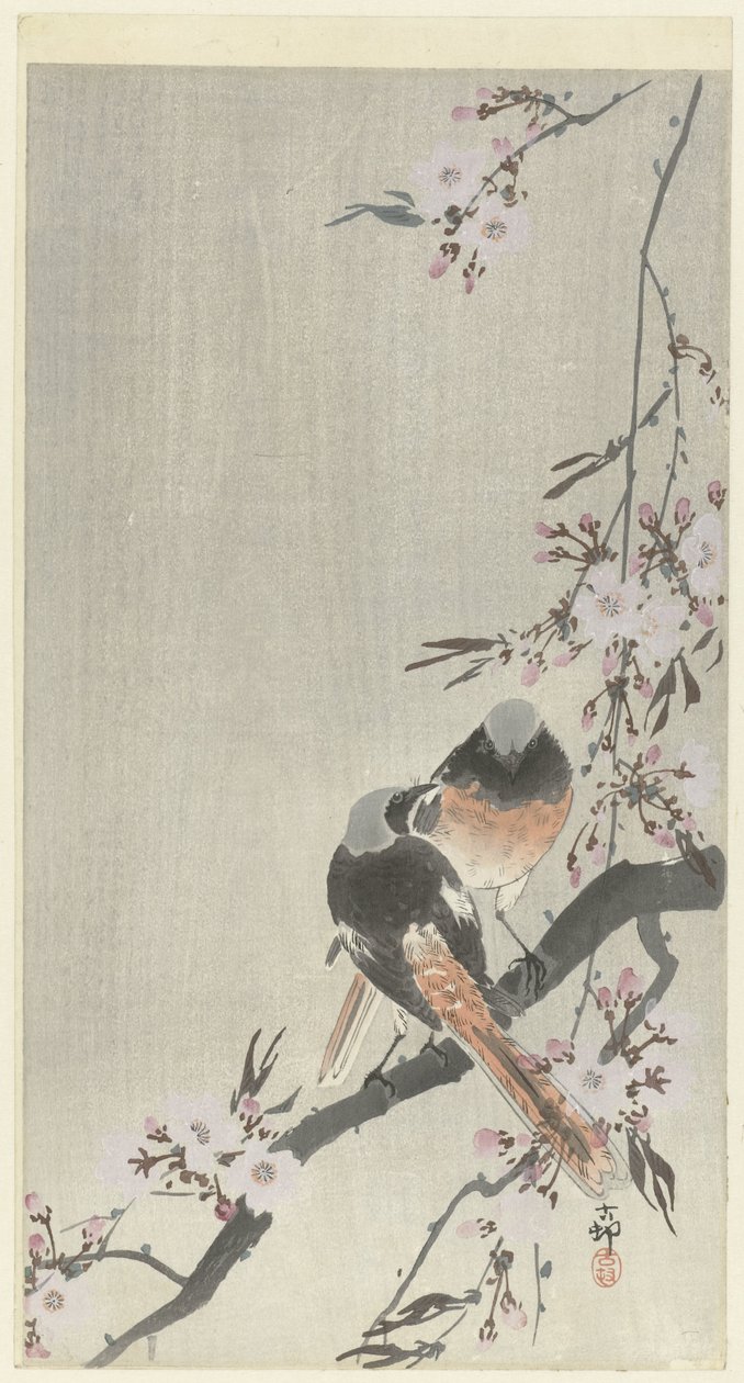 Kaksi siegel-punastarttia kirsikankukilla tekijältä Ohara Koson