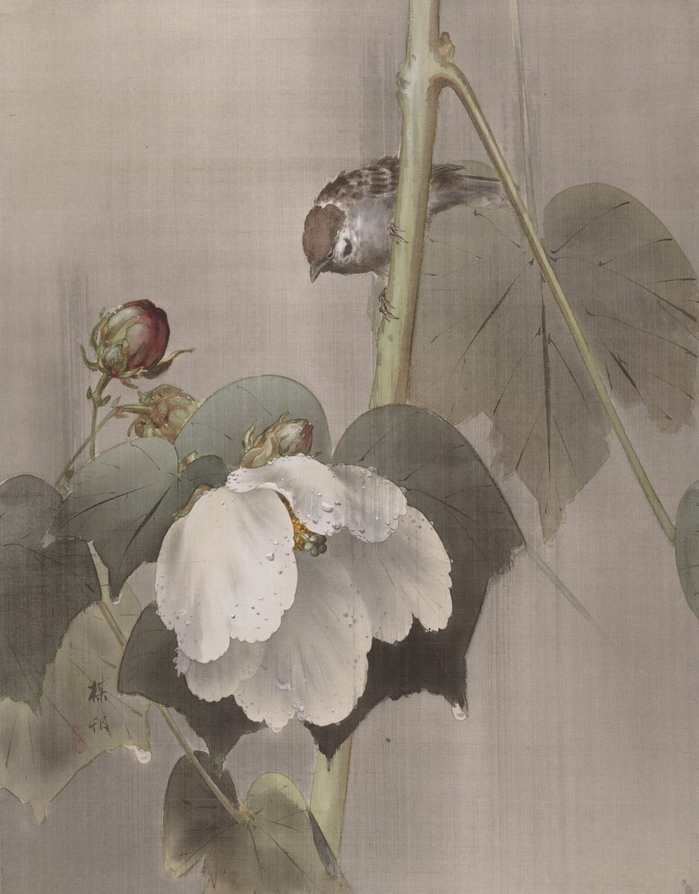 Cotton Rose Mallows in the Rain, n. 1891-92. tekijältä Okada Baison
