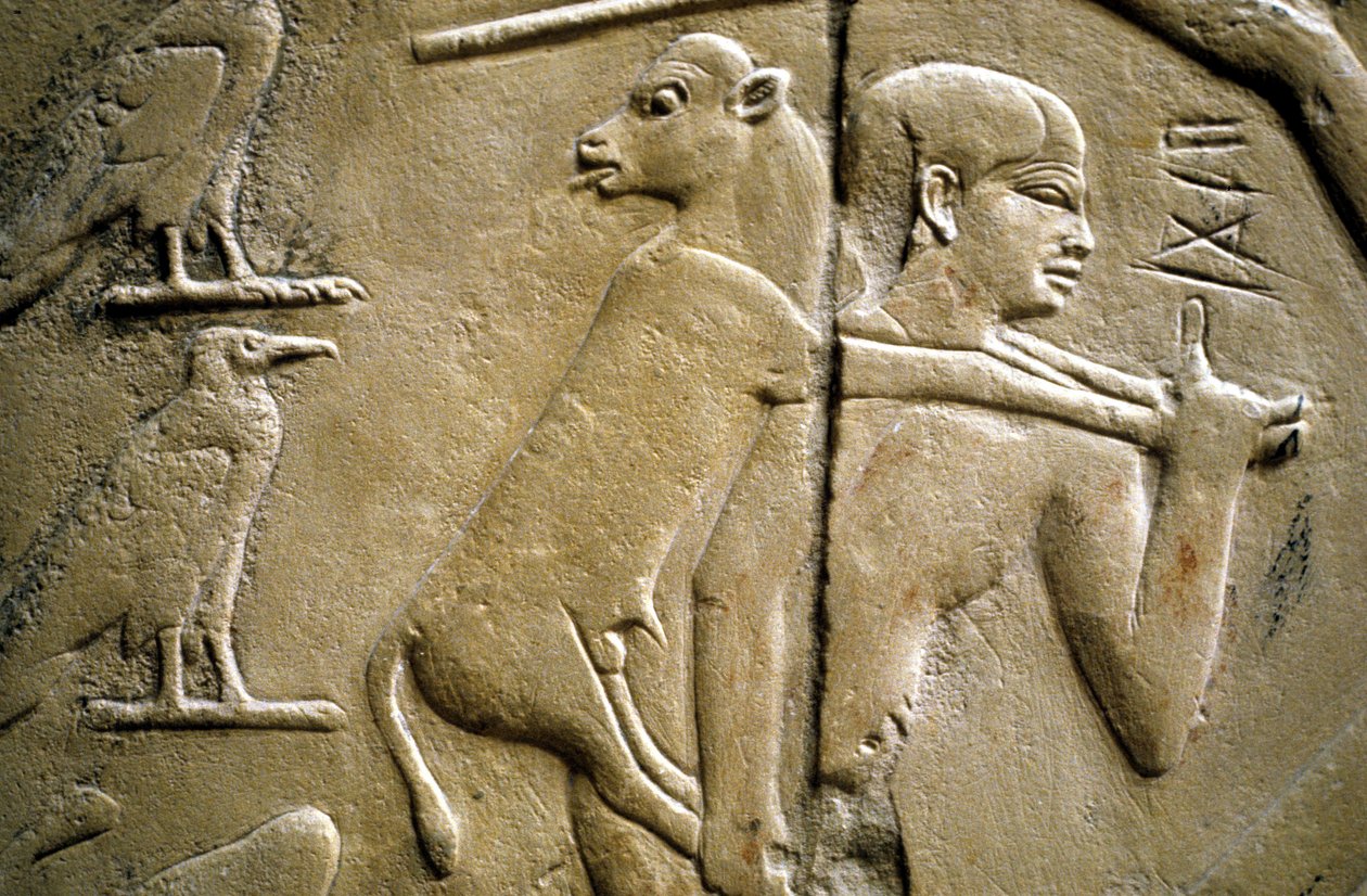 Yksityiskohta reliefistä, joka kuvaa miestä kantamassa uhrieläintä tekijältä Old Kingdom Egyptian