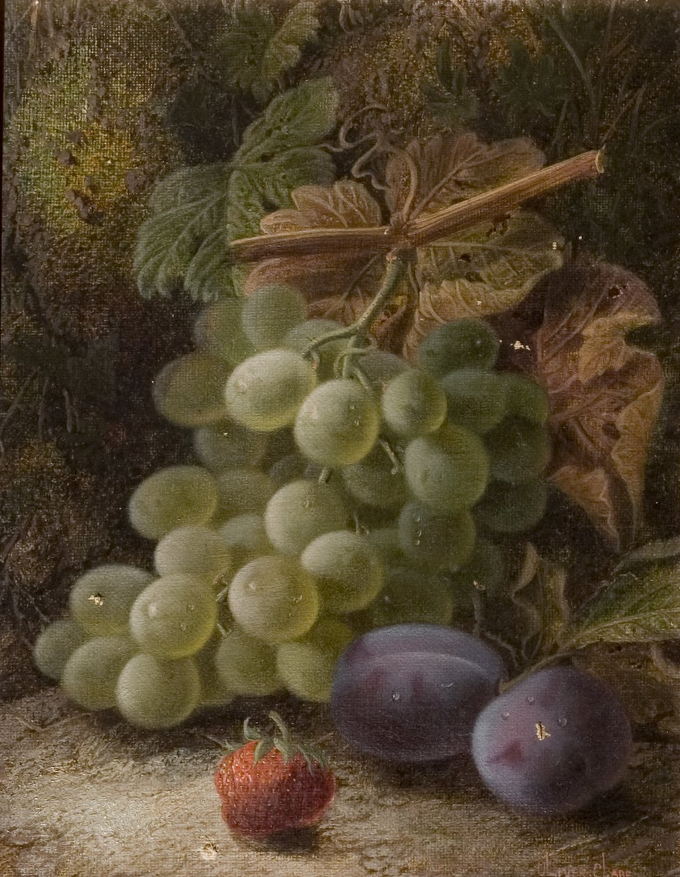 Viinirypäleterttu, 1893 tekijältä Oliver Clare