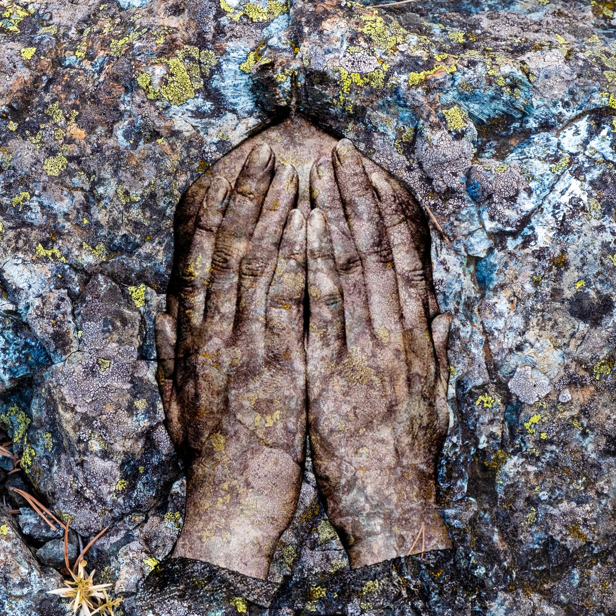 Licheni, 2024 (digitaalinen sekatekniikka) tekijältä Olivia Gozzano