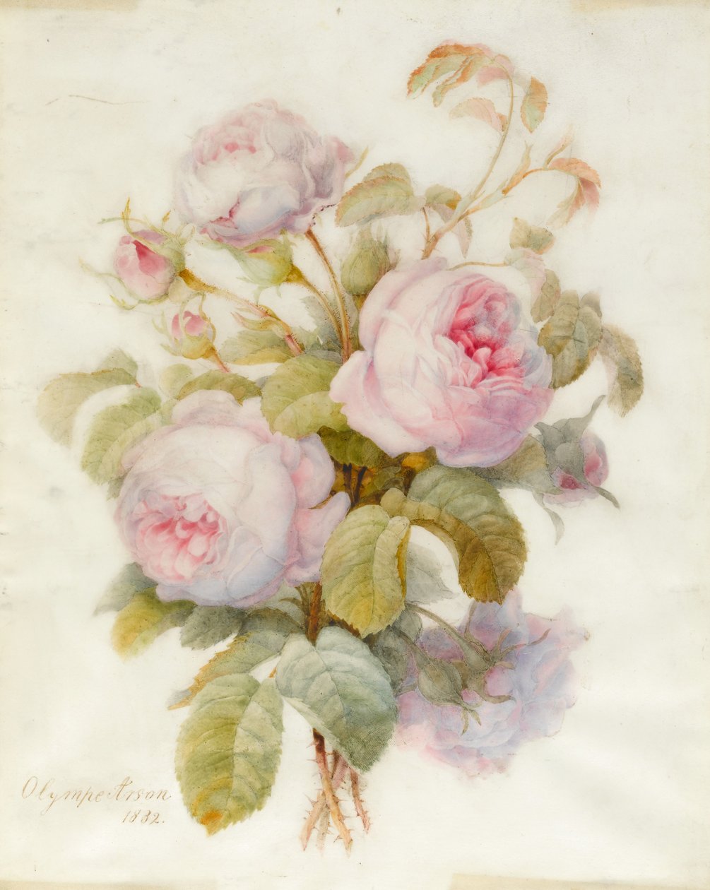 Nippu Centifolio Roses -ruusuja, 1832 (wc grafiitin ääriviivojen päällä perunakalvolla) tekijältä Olympe Arson