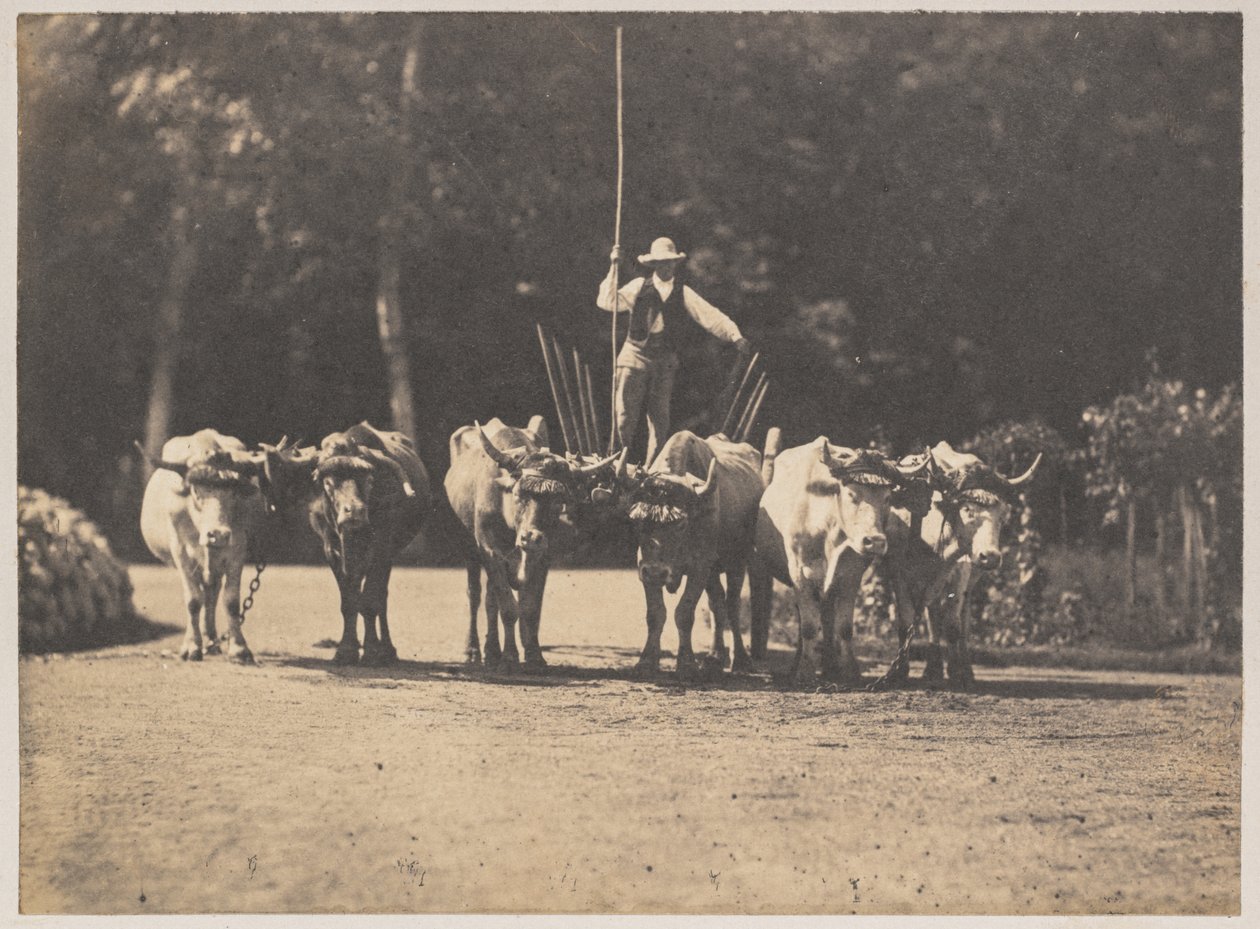 Six Oxen Team amb el seu Driverfinnish tekijältä Olympe Aguado
