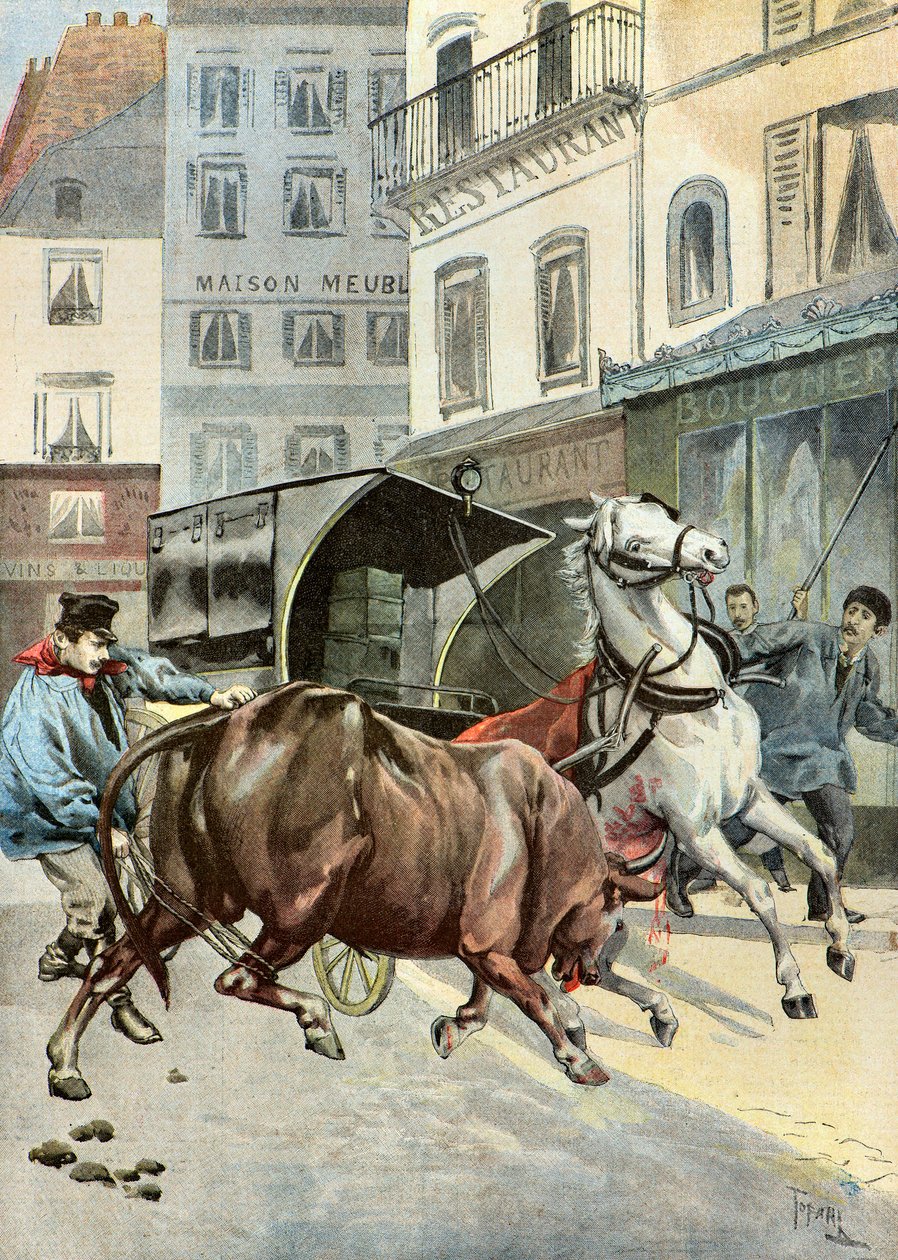 härkä pakenee vartijaansa,1895 (Kuvitus) (Kuvitus) tekijältä Oswaldo Tofani