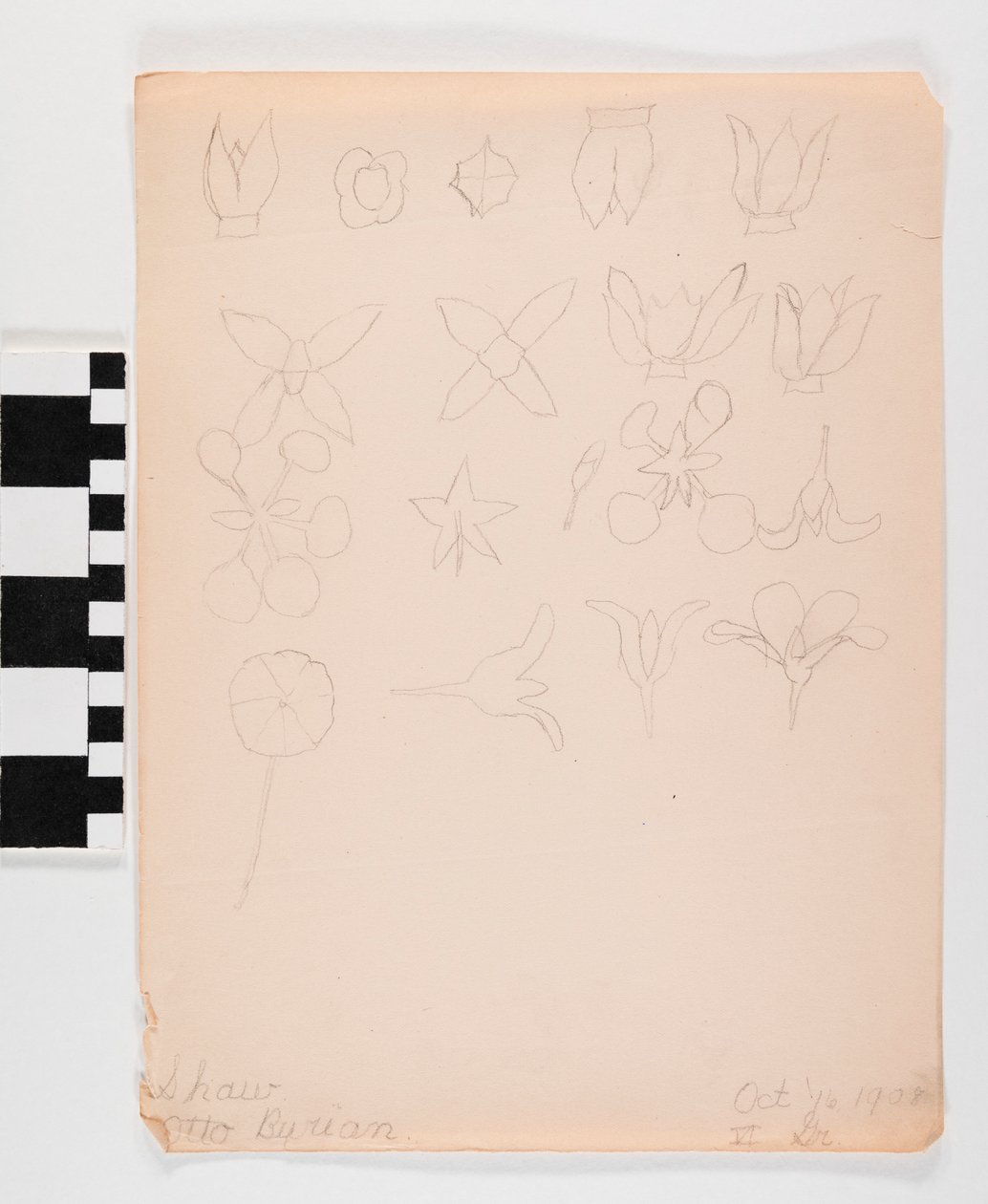 Lyijykynäpiirros paperille monista eri kukannupuista neljässä rivissä. tekijältä Otto Burian