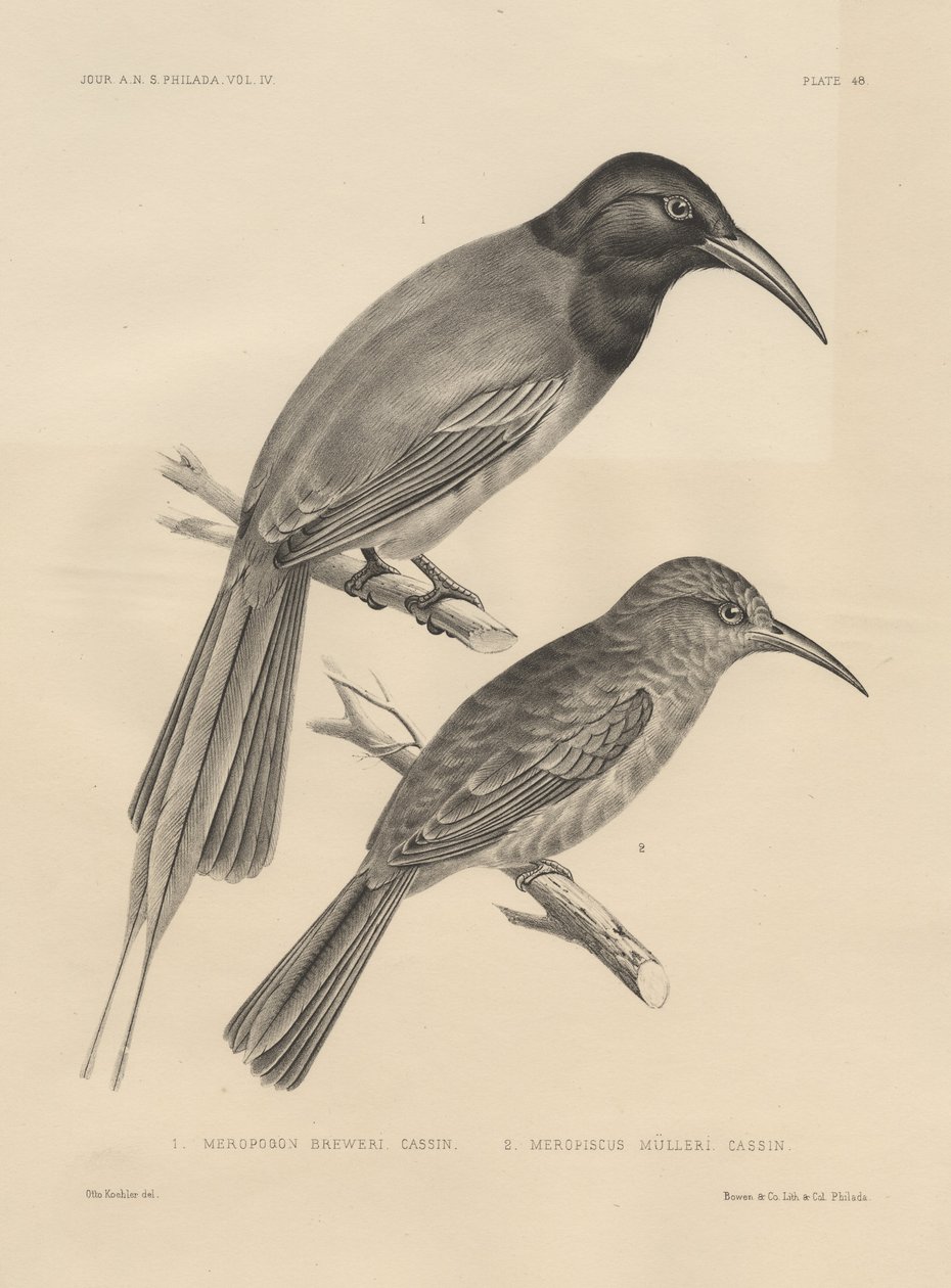 1. Meropogan Breweri ja 2. Meropiscus Mulleri, litho, J.T. Bowen, 1850 litho tekijältä Otto Koehler