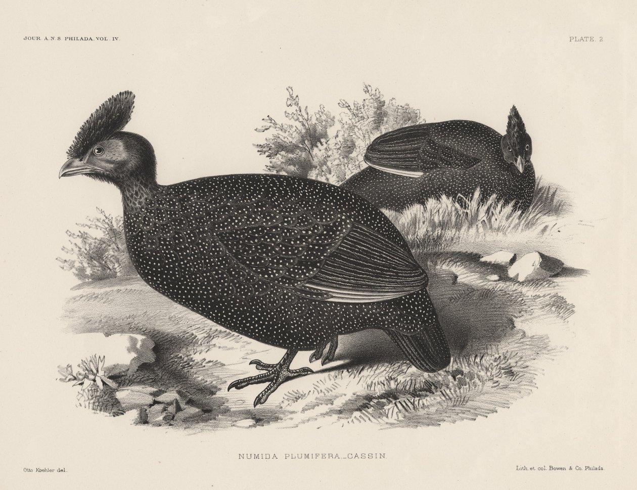 Numida Plumifera, litho Bowen und Co., 1850 tekijältä Otto Koehler