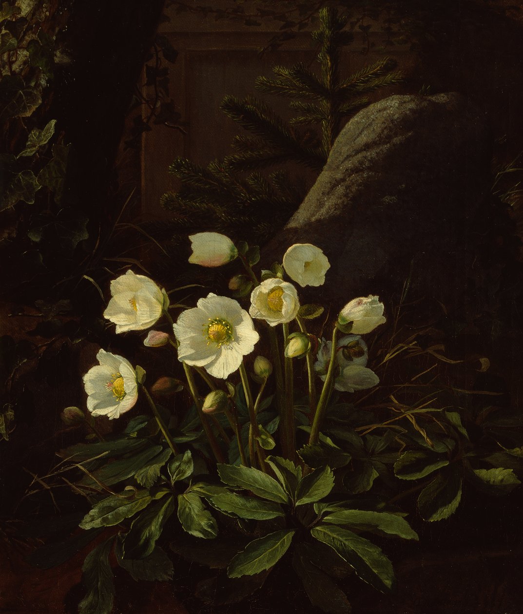 Hellebores in a Rockery (öljy kankaalle) tekijältä Otto Didrik Ottesen