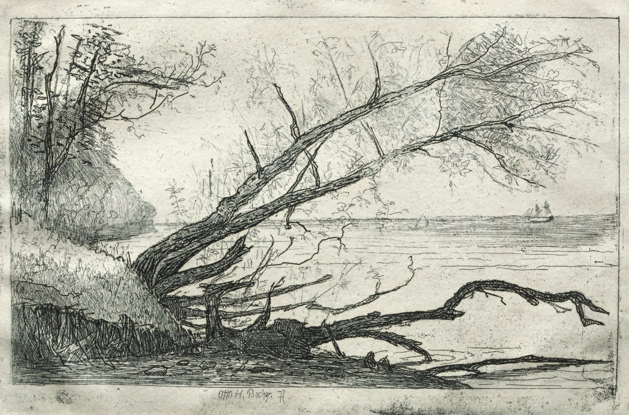 Old Sycamore, 1877. tekijältä Otto H. Bacher
