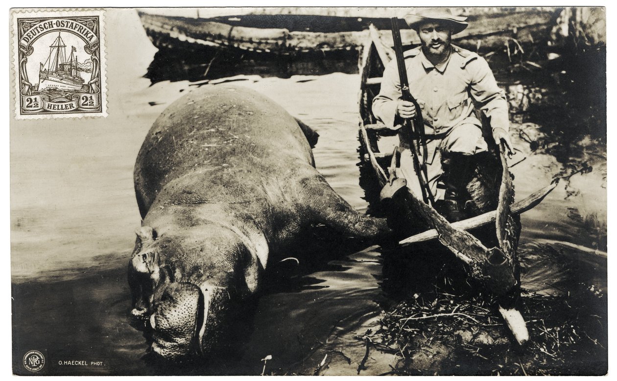 Saksalainen metsästäjä virtahevon kanssa, saksalainen Itä-Afrikka, n. 1910 tekijältä Otto Haeckel
