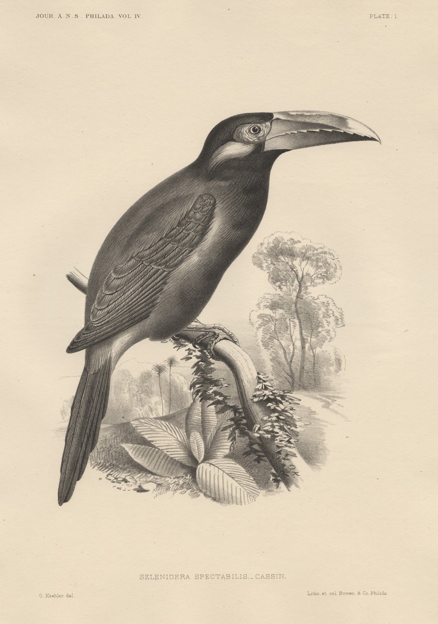 Selenidera Spectabilis, litho Bowen und Co., 1850 tekijältä Otto Koehler