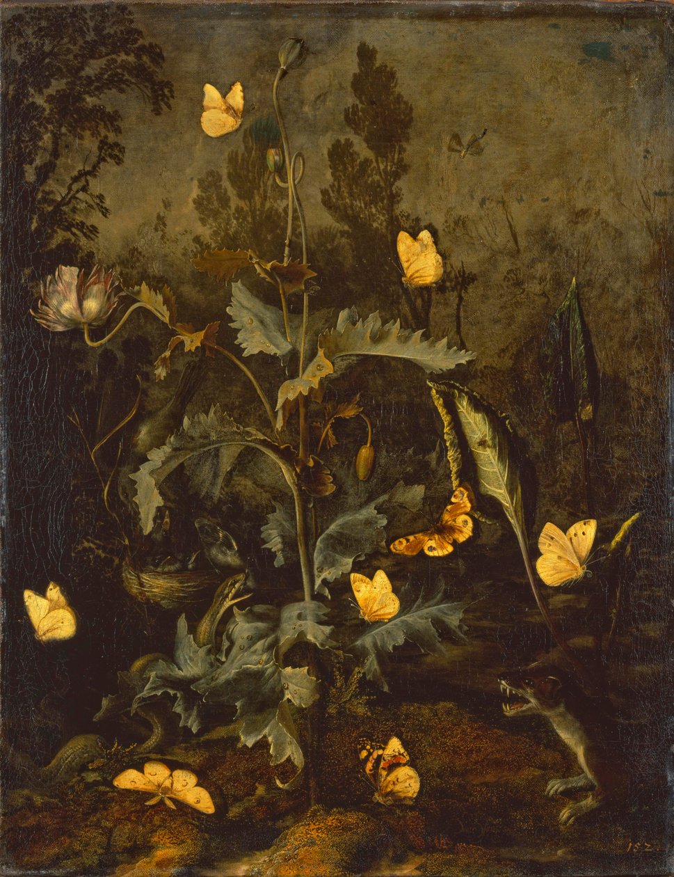 Käärme linnunpesässä / Oopiumunikko ja linnunpesä, käärme, perhosia ja näätäeläin tekijältä Otto Marseus  van Schrieck