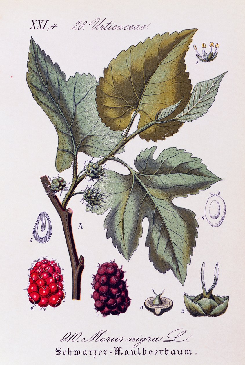 Mustan mulperipuun (Morus nigra) lehdet ja hedelmät, Otto Wilhelm Thomen (1840-1925) taide Flora von Deutschlandista, Österreich und der Schweizistä (Saksan, Itävallan ja Sveitsin kasvisto) tekijältä Otto Wilhelm Thome
