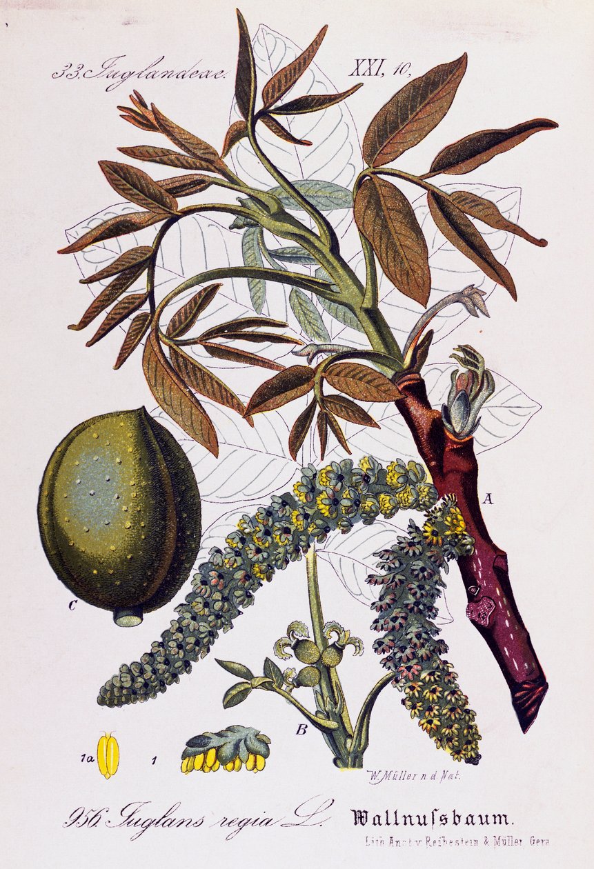 Persialaisen tai englantilaisen saksanpähkinän (Juglans regia) lehdet, hedelmät ja kukat, Otto Wilhelm Thomen (1840-1925) taide Flora von Deutschlandista, Osterreich und der Schweizistä (Saksan, Itävallan ja Sveitsin kasvisto) tekijältä Otto Wilhelm Thome