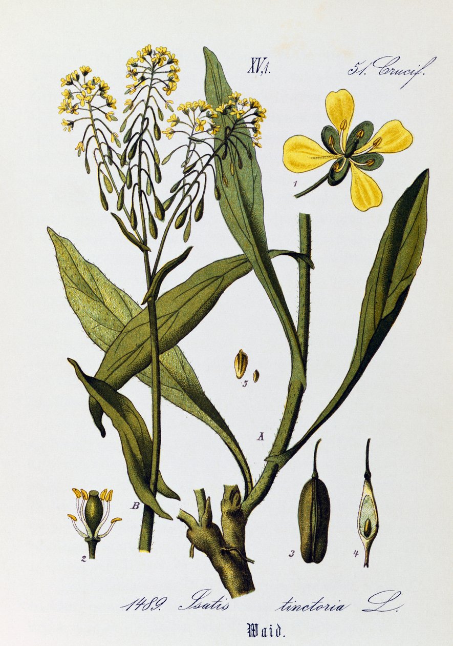 Woadin tai Glastumin (Isatis tinctoria) lehdet, hedelmät ja kukat, Otto Wilhelm Thomen (1840-1925) taide Flora von Deutschlandista, Osterreich und der Schweizistä (Saksan, Itävallan ja Sveitsin kasvisto) tekijältä Otto Wilhelm Thome