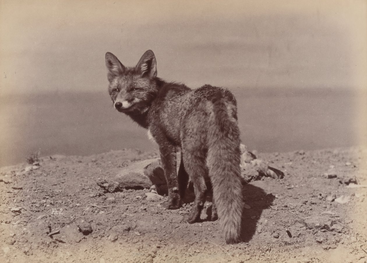 [Fox], 1886. tekijältä Ottomar Anschütz