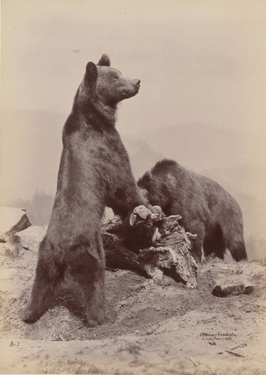 [Kaksi karhua], 1889. tekijältä Ottomar Anschütz