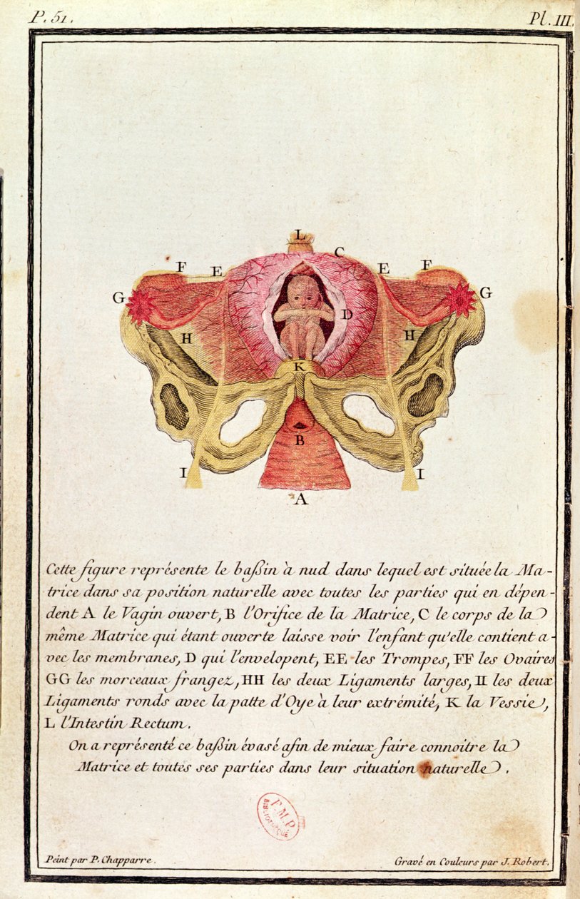 Poikkileikkauskuva kohdusta, Madame Angelique Le Boursier du Coudrayn (1714-94) kirjasta, kaiverrettu J. Robertin toimesta, 1783. tekijältä P. Chapparre
