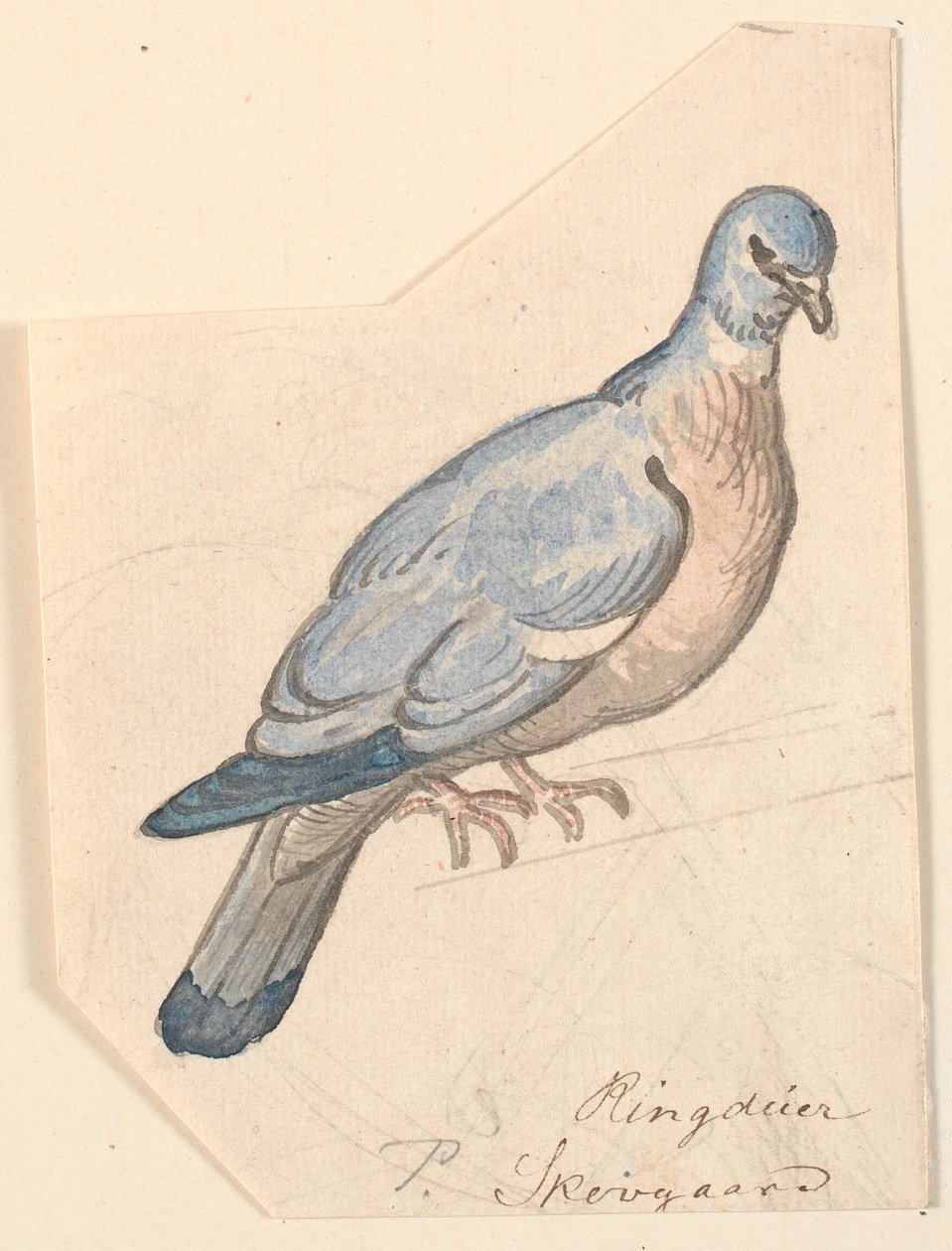 Sormuskyyhkynen. tekijältä P.C. Skovgaard